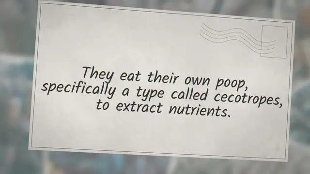 'Video thumbnail for Do Rabbits Eat Their Poop?'