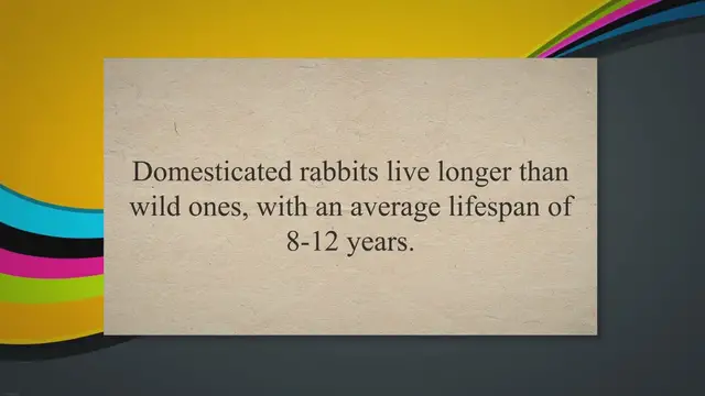 'Video thumbnail for Rabbit Lifespan – What to Expect'