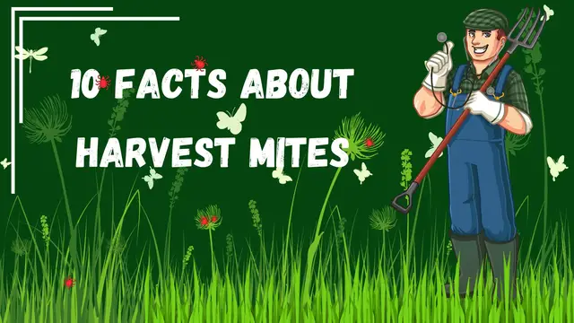 'Video thumbnail for 10 Fascinating Facts About Harvest Mites'