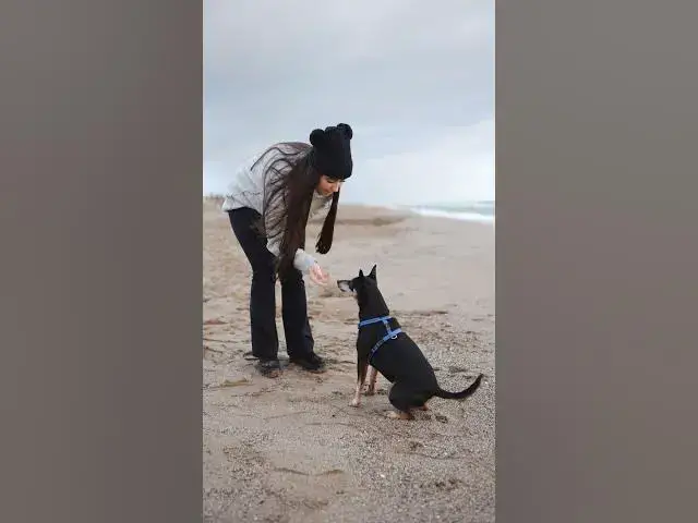 'Video thumbnail for Best of Human  Pet Relationship #2| Training a dog to give a Hi 5'