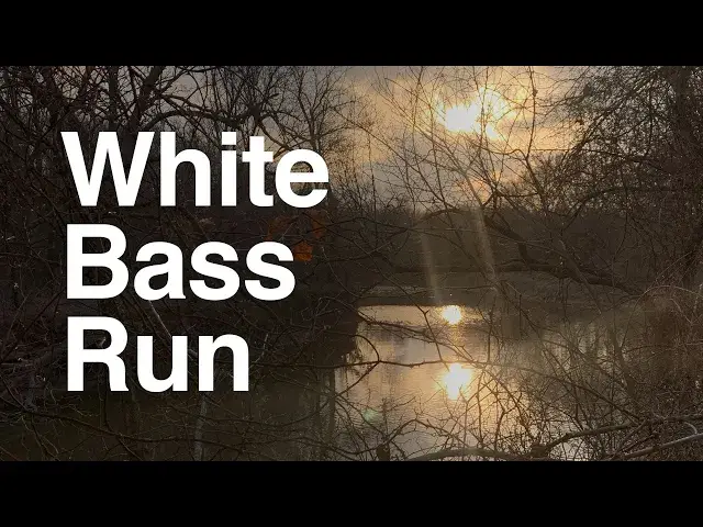 'Video thumbnail for Sand Bass Run! 2022 white bass spawn update for North Texas'