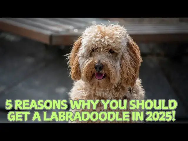 'Video thumbnail for 5 Reasons Why You Should Get a Labradoodle in 2025! β¨'