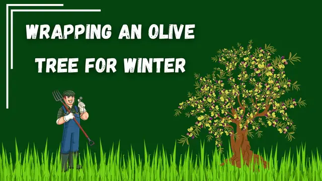 'Video thumbnail for Protecting Your Olive Tree: A Guide to Winter Wrapping'
