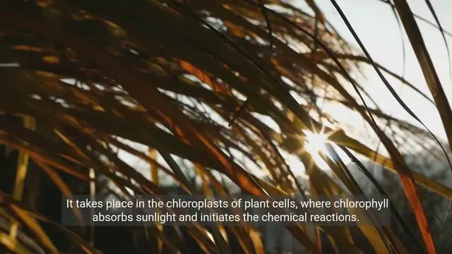 'Video thumbnail for Understanding Photosynthesis | The Key to Plant Life'