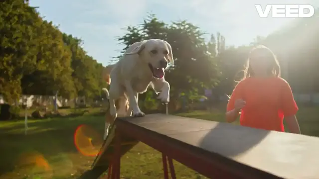 'Video thumbnail for Build a Bridge_ Dog Training Secrets!'