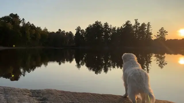 'Video thumbnail for Golden at Sunset'