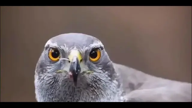 'Video thumbnail for Peregrine falcons the super faster predator on earth'