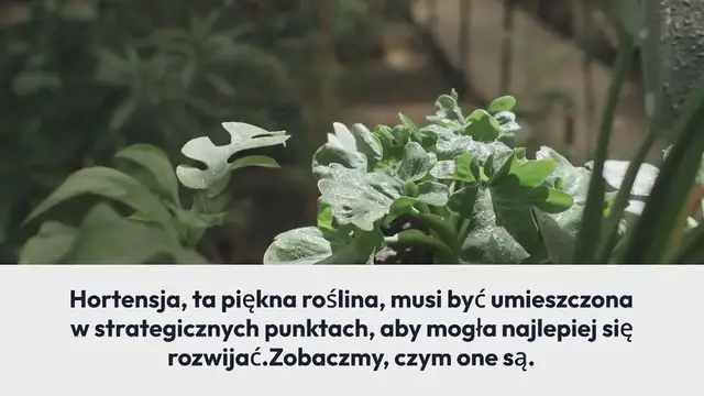 'Video thumbnail for Hortensja, pięknie tu kwitnie: miejsce idealne | Niewiele osób o tym wie'