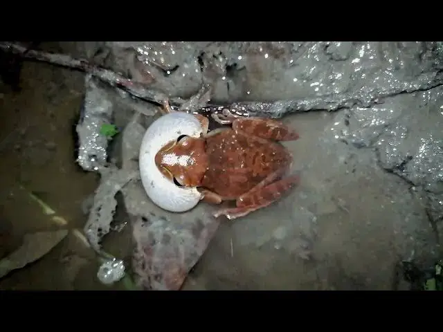 'Video thumbnail for Can Frogs Change Color Exploring? (Their Color Variations)'