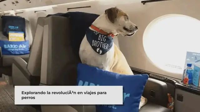 'Video thumbnail for Por fin una aerolínea que permitirá viajar con las mascotas como si también fueran pasajeros'