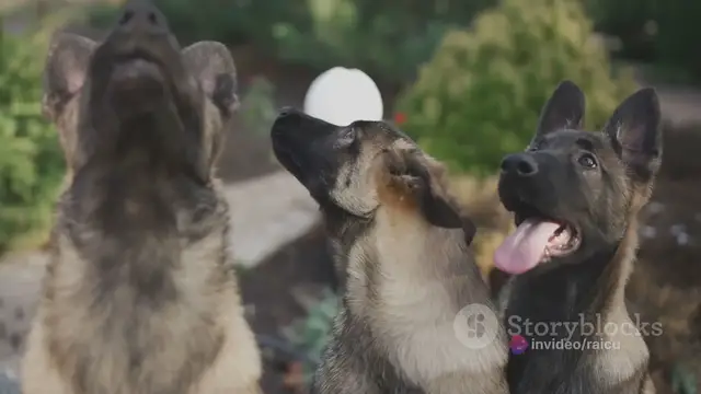 'Video thumbnail for Choosing the Right GSD Breeder_ A Compre 2024-04-25'
