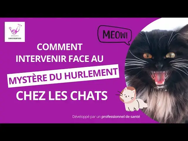'Video thumbnail for Comment intervenir face au mystère du hurlement chez les chats'
