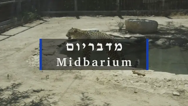 'Video thumbnail for Midbarium'