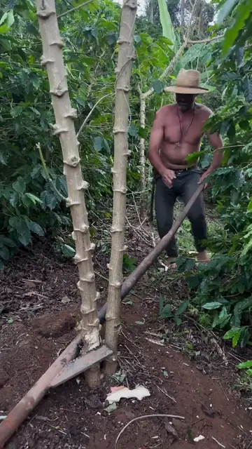 'Video thumbnail for Colheita de mandioca ou (macaxeira) não e fácil'