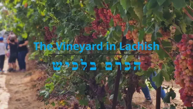 'Video thumbnail for The vineyard in Lachish'
