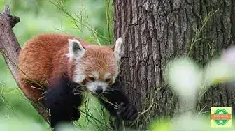 'Video thumbnail for Is Red Panda endangered? How to save Red Panda from Extinction #dailyvlog'