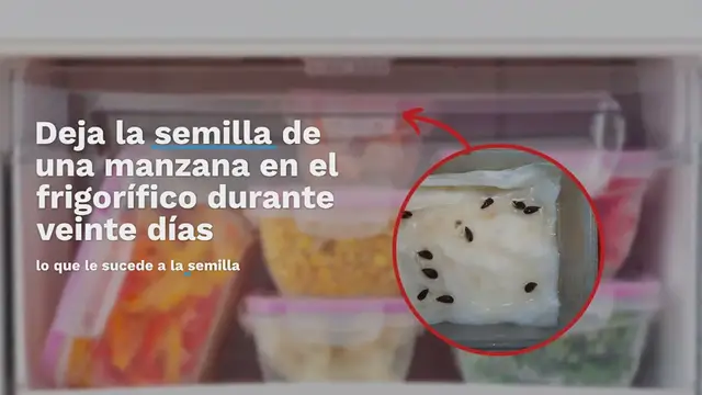 'Video thumbnail for Semilla de manzana en el frigorífico: qué encuentras a los 20 días si la dejas ahí'