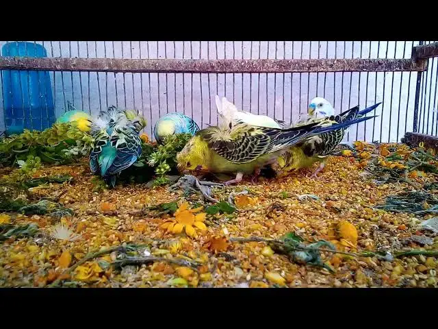 'Video thumbnail for The Cutest Budgie Variations A Colorful Showcase! 💖✨'