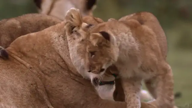 'Video thumbnail for Lion Cub Playing With Lioness'