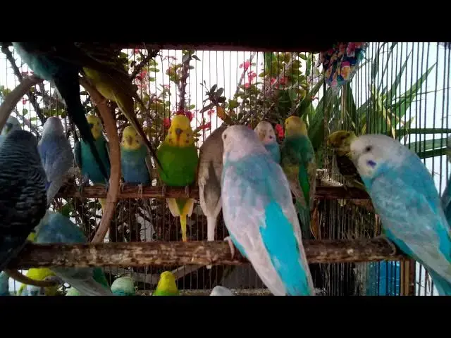 'Video thumbnail for 🐦 From Egg to Rainbow The Magical World of Budgie Breeding'