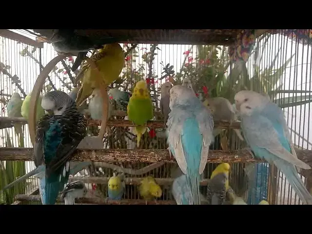 'Video thumbnail for 🐥 Breeding Budgies A Passion Fueled by Color and Love'