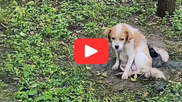'Video thumbnail for Abandoned and Alone鈥擜 Stray Dog and Her Puppies Seek Hope'