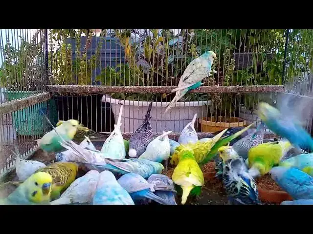 'Video thumbnail for Check Out These Adorable Budgie Mutations! #BudgieLife 💚💛'