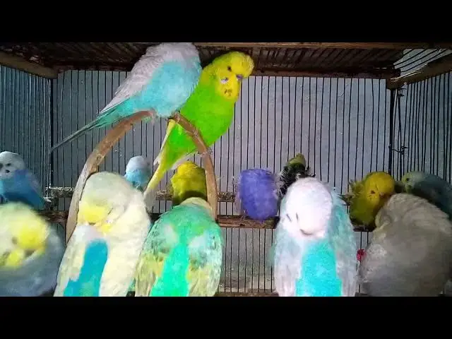 'Video thumbnail for Stunning Budgies & Healing Sounds 🌸🎧  Feel the Peace'