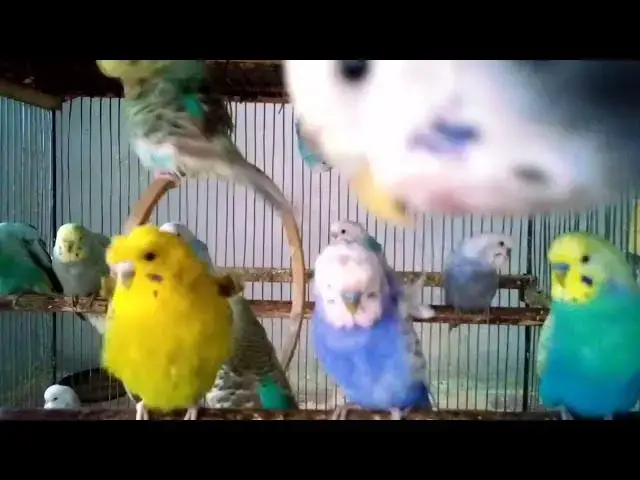 'Video thumbnail for Nature’s Music Budgies Singing in Paradise 🌴🎶'