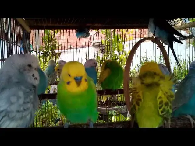 'Video thumbnail for 🔊🌈 Budgie Symphony Color & Sound in Perfect Harmony! 🐦🎵'