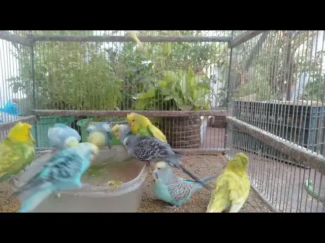 'Video thumbnail for Colorful Budgies Singing in Harmony 🎶🌈  Pure Joy!'