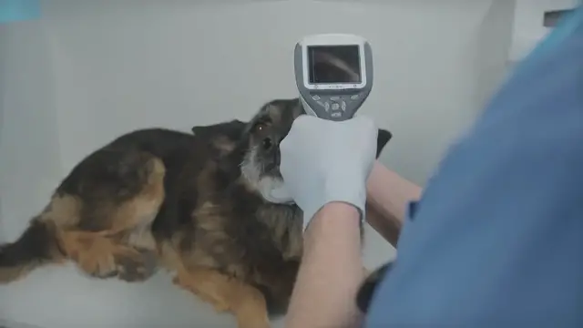'Video thumbnail for Understanding Pet Insurance: A Comprehensive Guide'