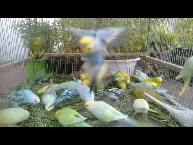 'Video thumbnail for Angry Budgie Moments That Made My Day! 😠😂'