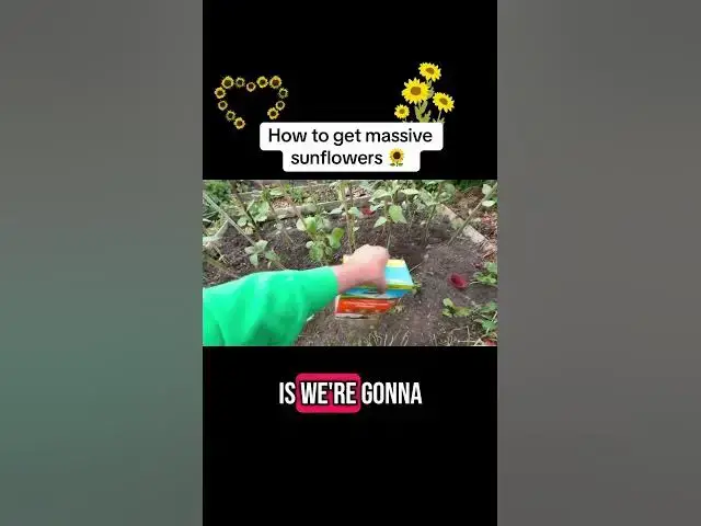 'Video thumbnail for 🌻 How to Grow Massive Sunflowers | Secrets to Tall, Bold Blooms'