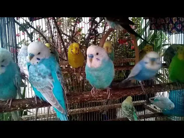 'Video thumbnail for 🎨 Rainbow Parakeets – Feathered Art in Motion 🖌️'