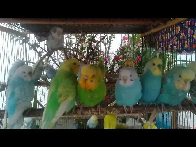 'Video thumbnail for 🧘 Calming Bird Scenes – Mindful Moments with Budgies 🌼'