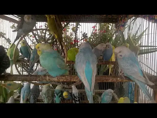 'Video thumbnail for 🌟 From Ordinary to Extraordinary The Beauty of Budgie Mutations!'