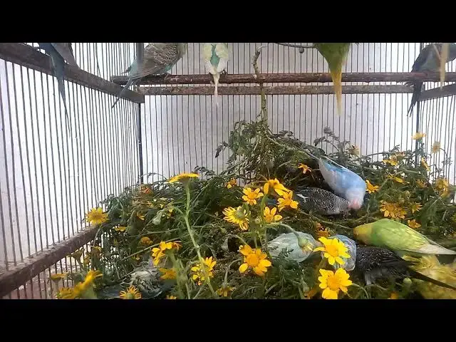 'Video thumbnail for Why My Budgie Is the Happiest Bird on Earth! 💚💛 #Shorts'