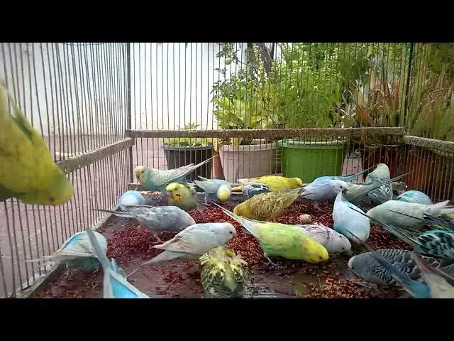 'Video thumbnail for 🌈 The Ultimate Showdown Which Budgie Mutation Wins 🏆👑'