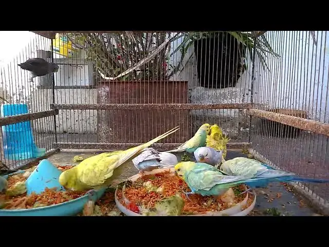 'Video thumbnail for Unveiling the Most Beautiful Budgie Colors! 💖✨ #Parakeet'
