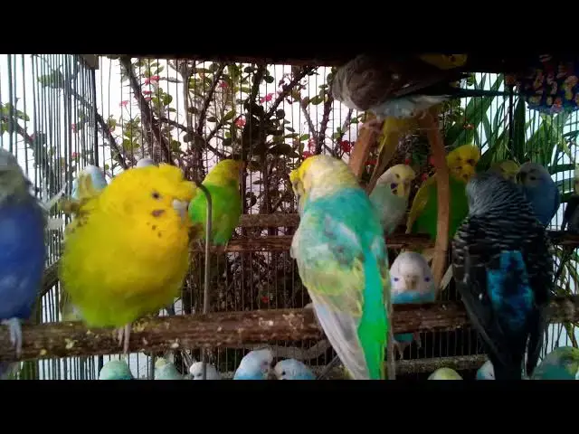 'Video thumbnail for 🌟 The Art of Raising Budgies Color, Care, and Connection'