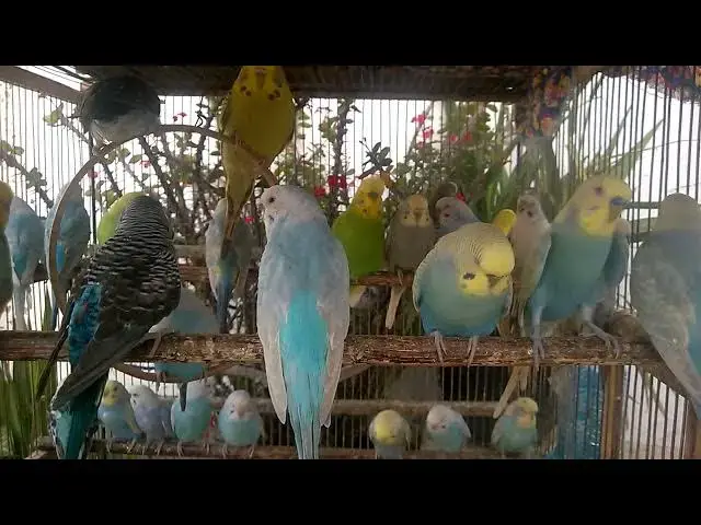 'Video thumbnail for 📸 Cuteness Overload! Budgie Babies Growing Up in Stunning Colors!'
