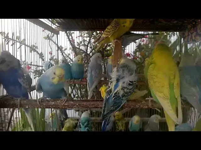 'Video thumbnail for 💖 The Secret Happiness Only Budgie Breeders Know'