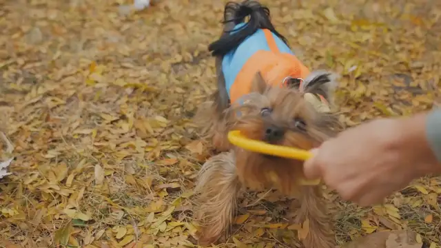 'Video thumbnail for Yorkshire Terrier Health Issues: A Comprehensive Guide'