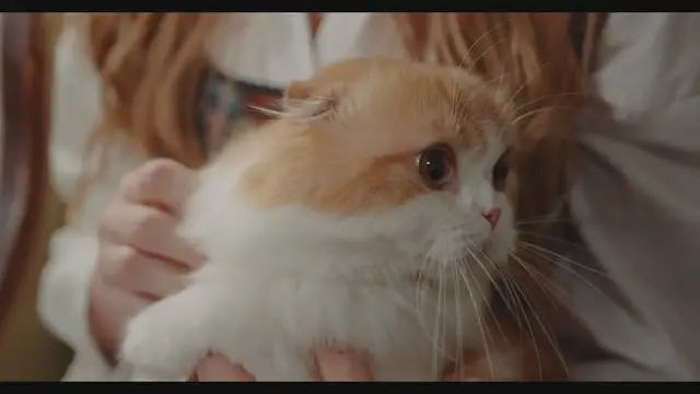 'Video thumbnail for Essential Steps to Train Your New Pet from Day One'