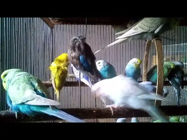 'Video thumbnail for Budgies Exploring Their World – No Distractions 🌍'