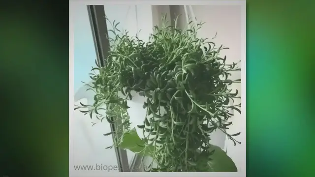 'Video thumbnail for How To Make Your String Of Bananas Plant Bushy'