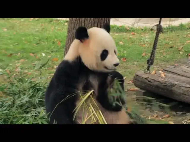'Video thumbnail for World_s_Oldest_Panda_Mom'