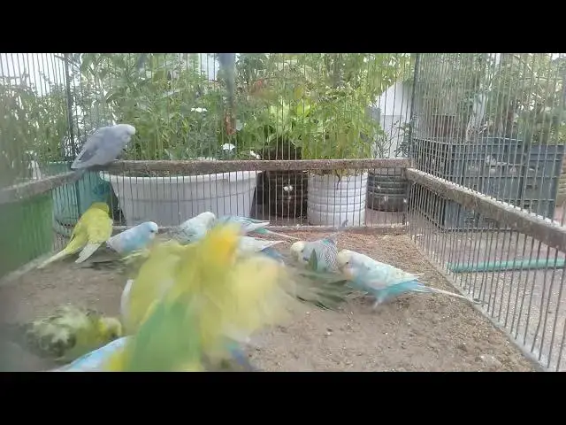 'Video thumbnail for Living Colors Budgies Like Moving Art 🎨'