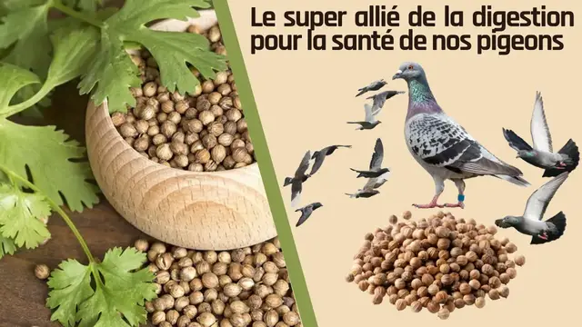 'Video thumbnail for Le super allié de la digestion pour la santé de nos pigeons'